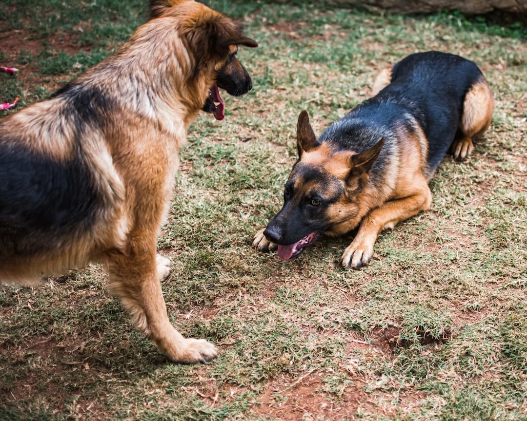 Veterinary Dentistry Specialists — featured photo 1 of 1