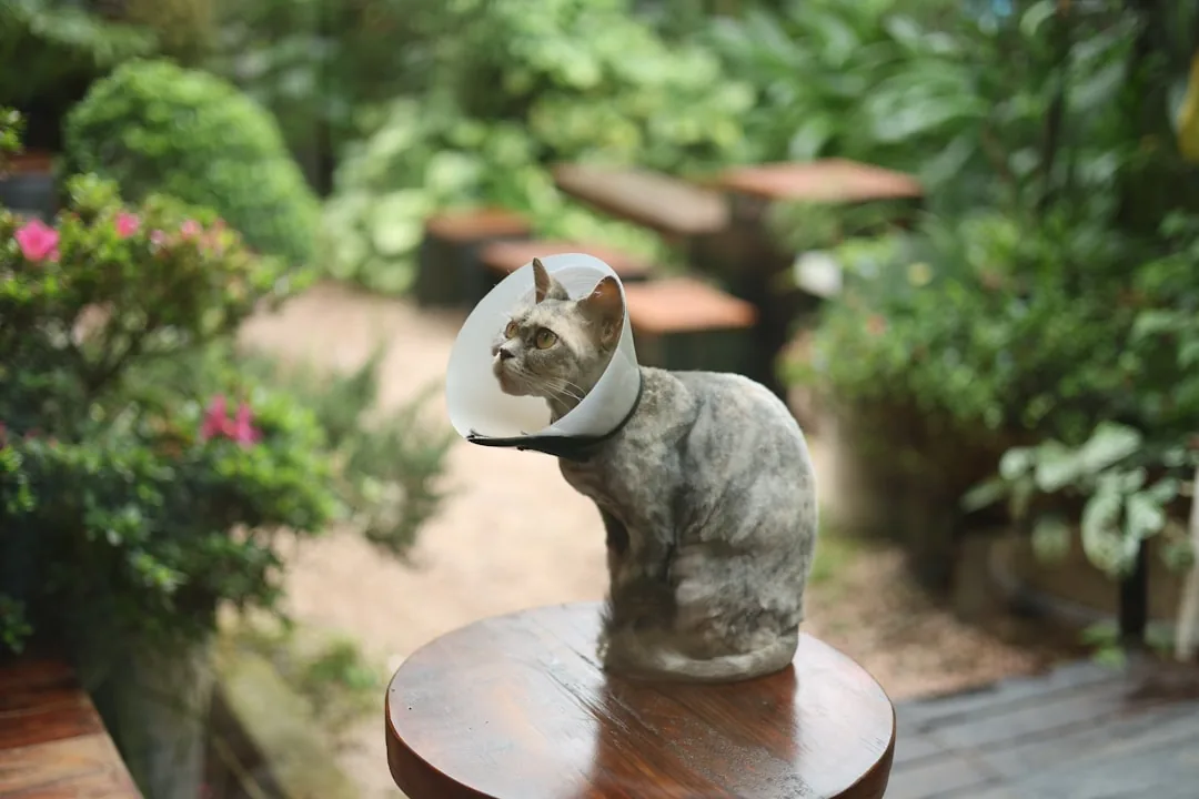 The Andys Veterinary Hospital — featured photo 1 of 1