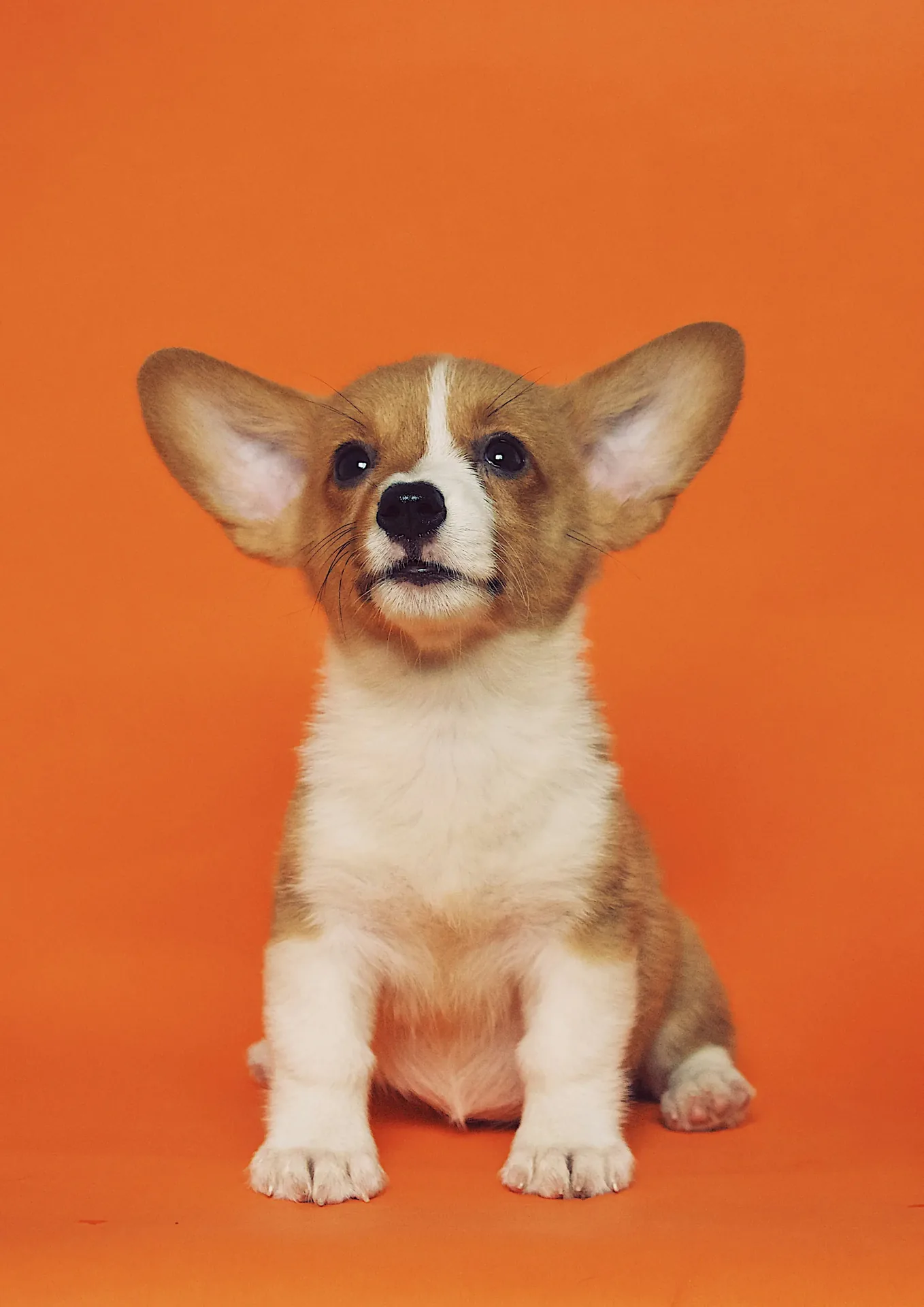City Paws Vet Care