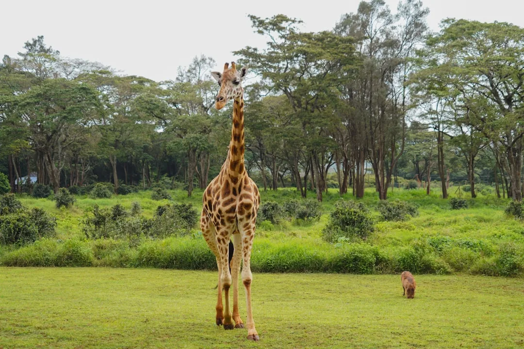 Great Rift Valley Lodge and Golf Resort
