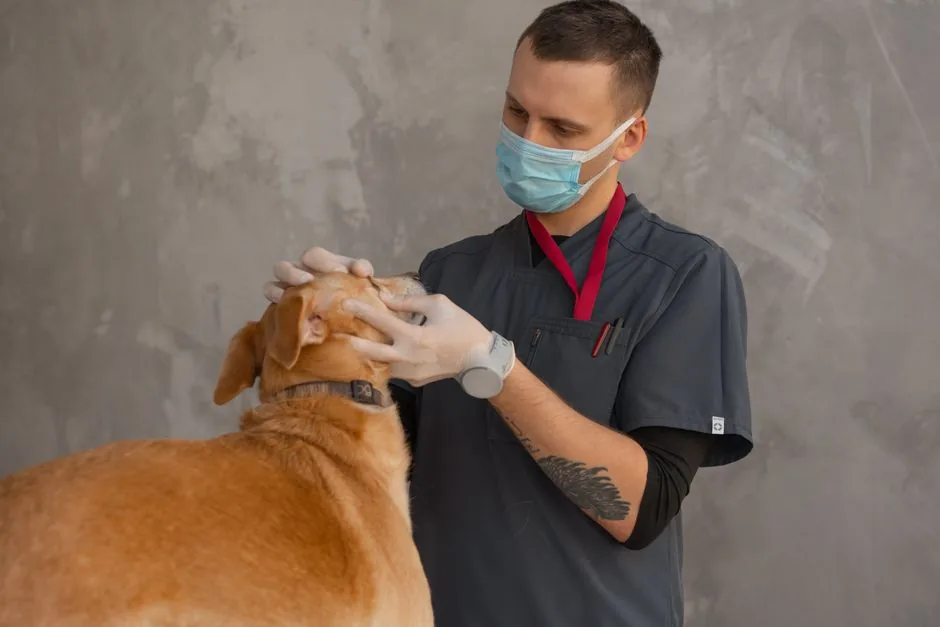 The Andys Vet Clinic — featured photo 1 of 1